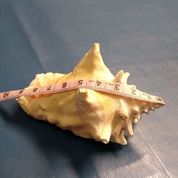 Vintage Cream and Pink Conch Shell  Beach Seashore Nautical Cottagecore - Picture 4 of 7